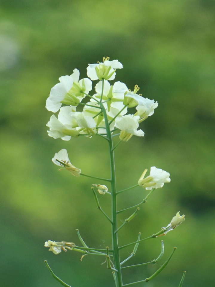 “花花”公子