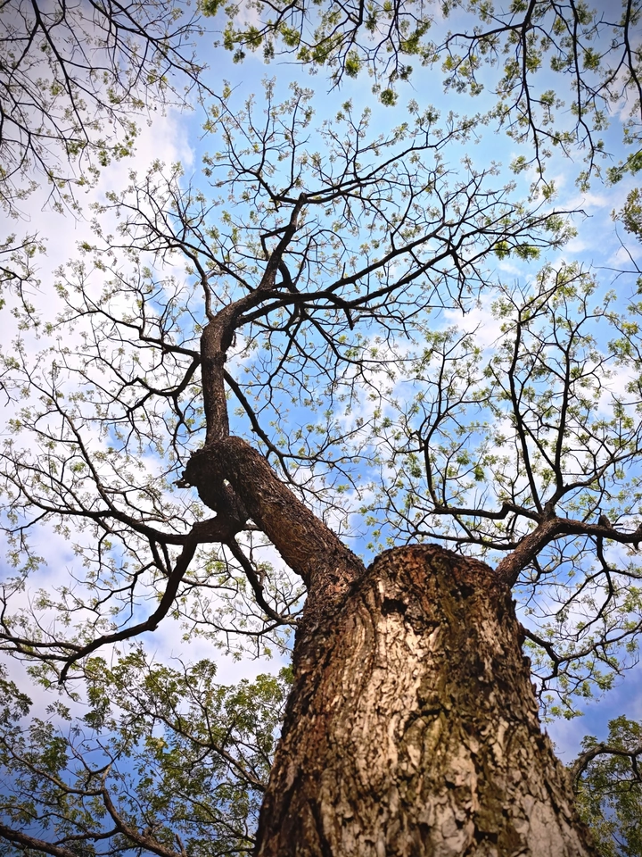 《向上的绿芽》