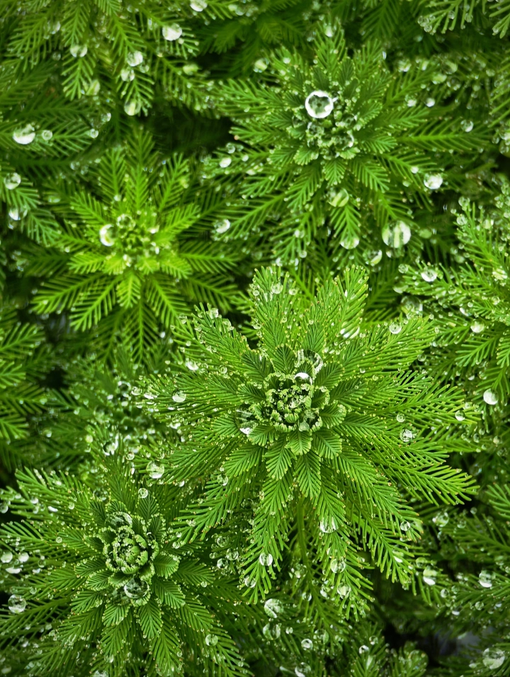 《戴珍珠的狐尾藻》