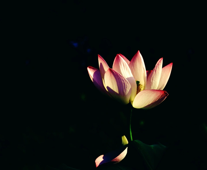 绣花瓣