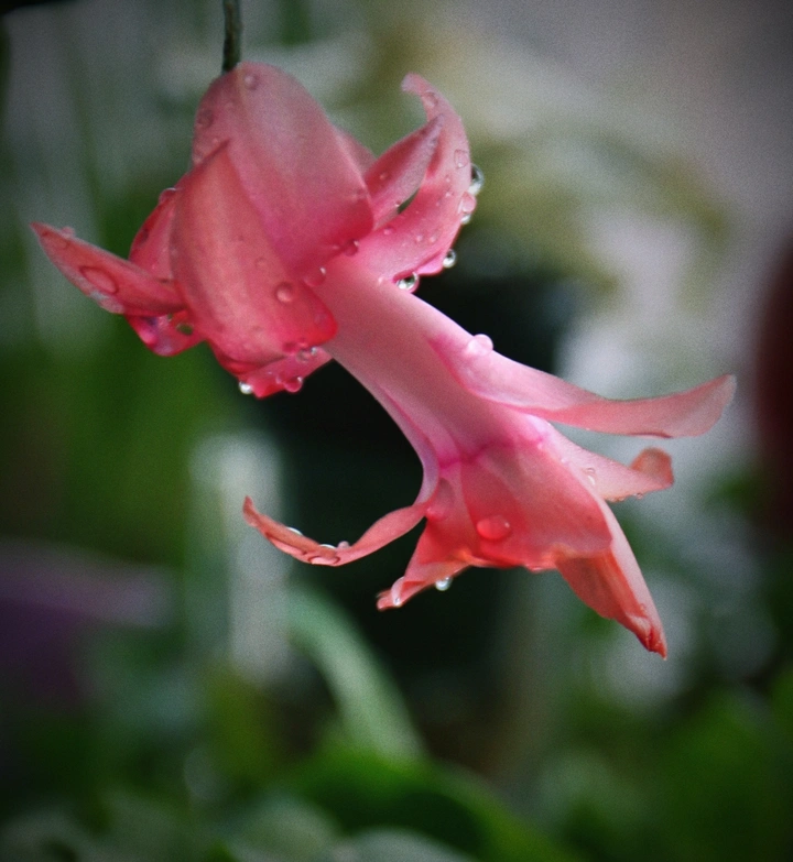 花与水滴