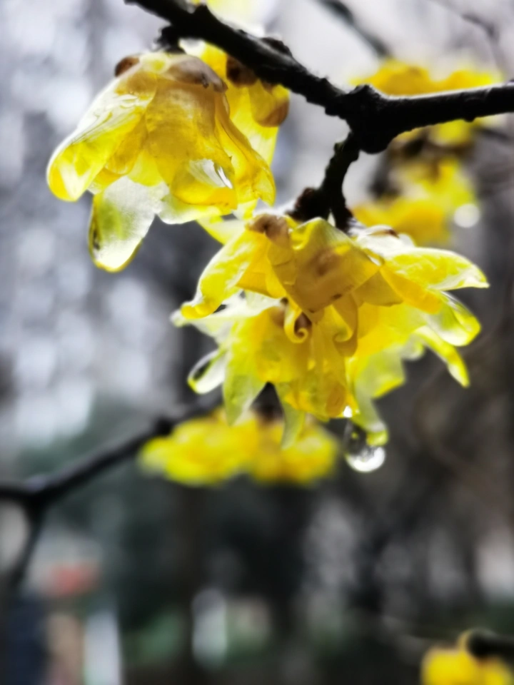 雨中花