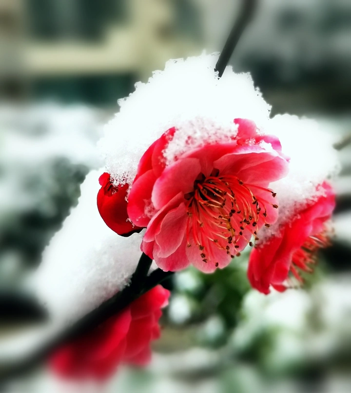 雪中梅