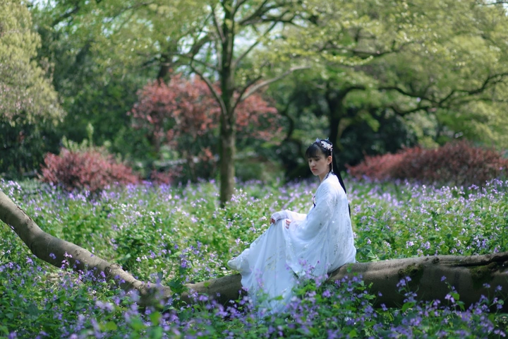 汉服少女二月兰花开
