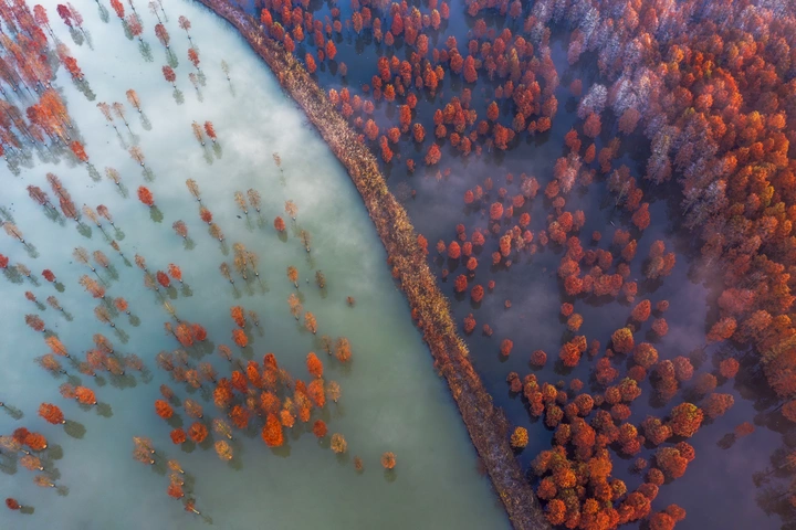 池杉湖