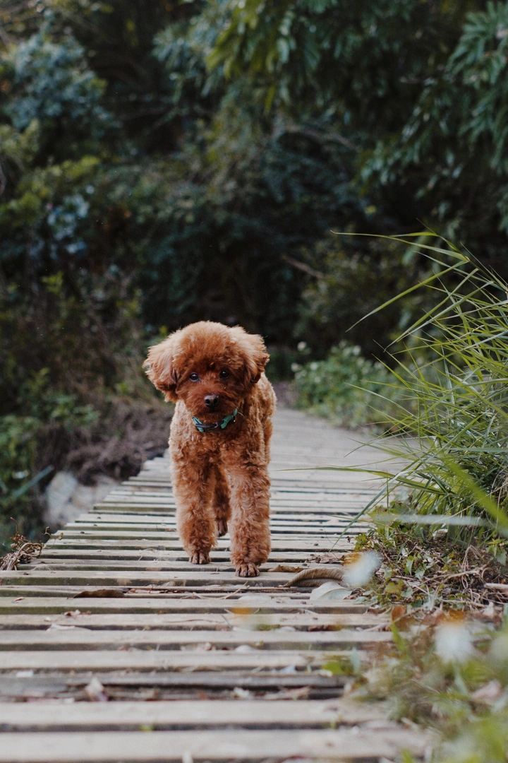 春游