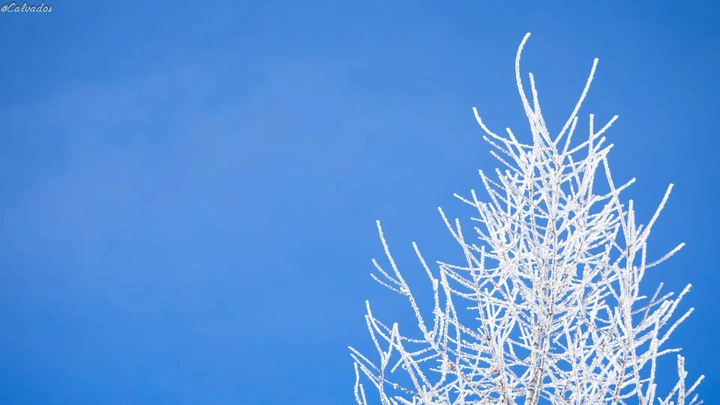 雪松