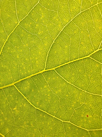 一片绿叶的特写