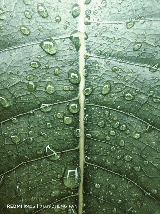雨后叶子上的水珠