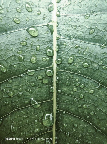雨后叶子上的水珠