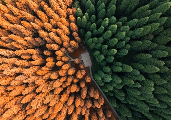 森林中央道路的航拍照片