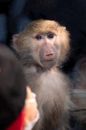 一只小猴子坐在镜子前 人们看着它
