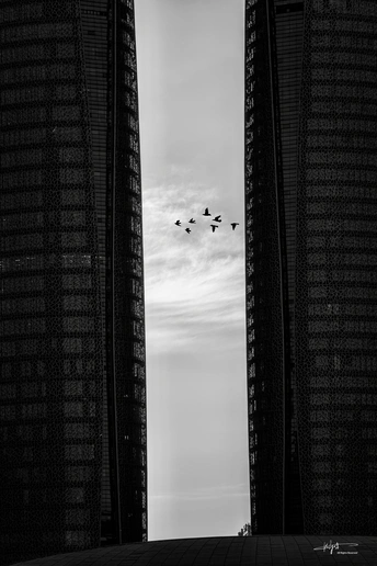 一张黑白照片 城市中有高楼大厦 一群鸟在空中飞翔。