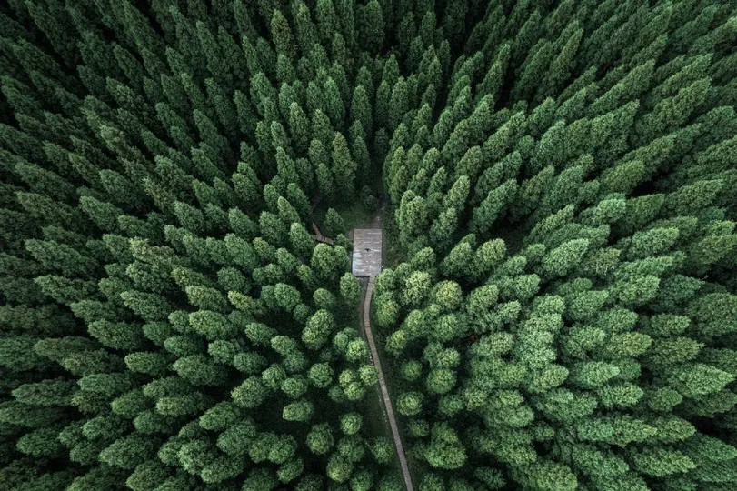 通往森林中的一座小木屋的空中道路 周围环绕着绿树。