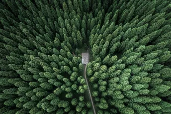 通往森林中的一座小木屋的空中道路 周围环绕着绿树。