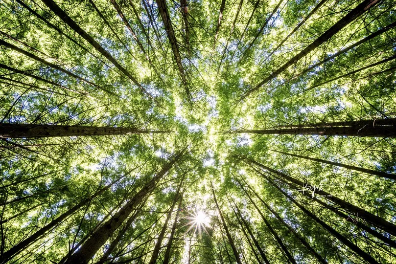 抬头仰望高树冠 太阳低垂在天空中