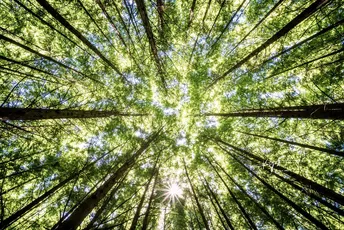 抬头仰望高树冠 太阳低垂在天空中