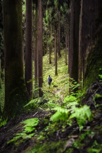 沿着一条穿过树木的路径徒步旅行