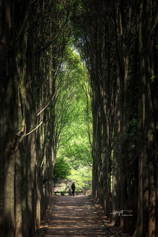 一条穿过树木林的道路