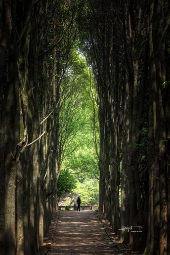 一条穿过树木林的道路