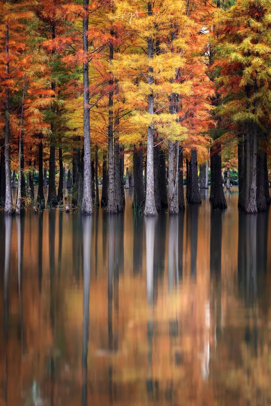 树木在湖面的平静水域中倒影