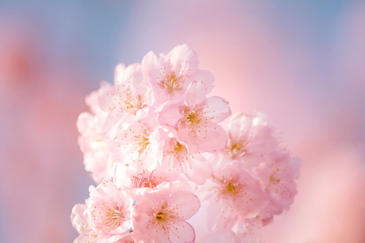 武汉东湖磨山樱花园 樱花🌸