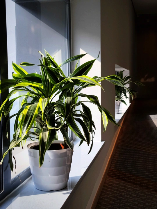 阳光照射在走廊里的窗台上摆放的室内植物