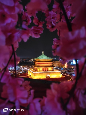 禁止进入的城市中国夜晚的图片 前景有粉红色花朵和一座亮着灯的寺庙。