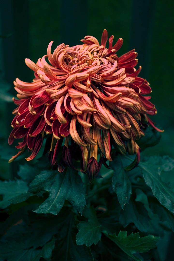 秋菊