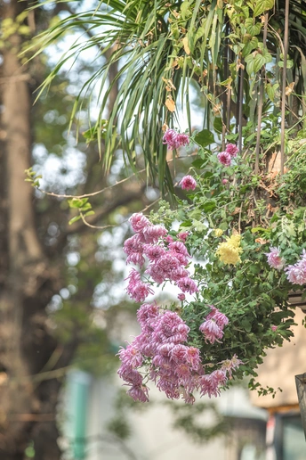 一盆挂在一棵树上的粉色和紫色花朵的植物