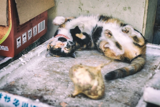 一只猫躺在地上 旁边是一个死去的盒子。
