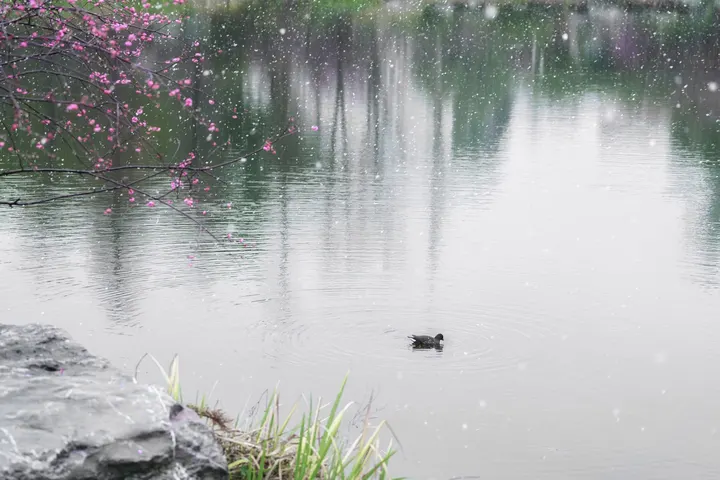 踏雪寻梅