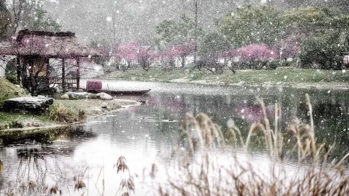 雪中花