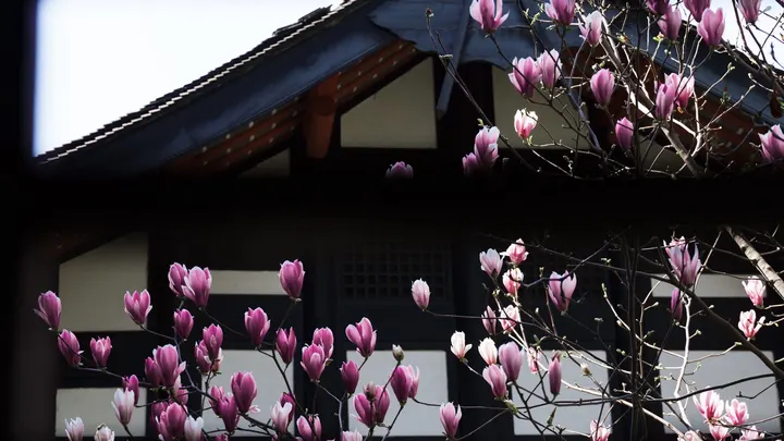 草堂玉兰