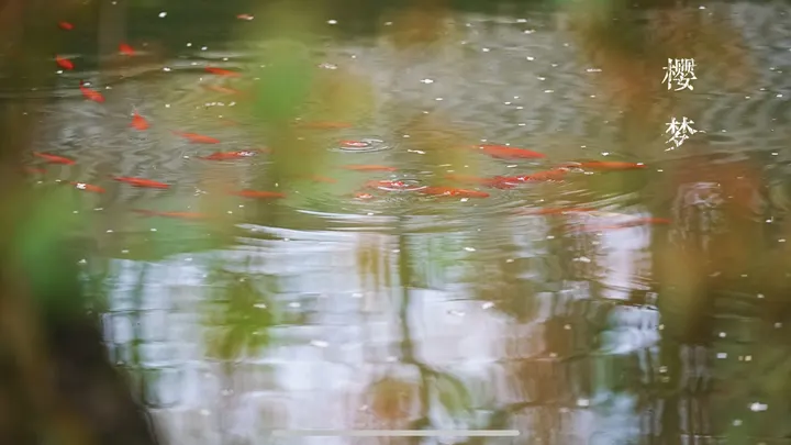 《樱梦》