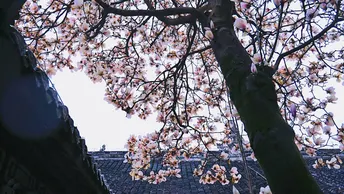 金华寺玉兰
