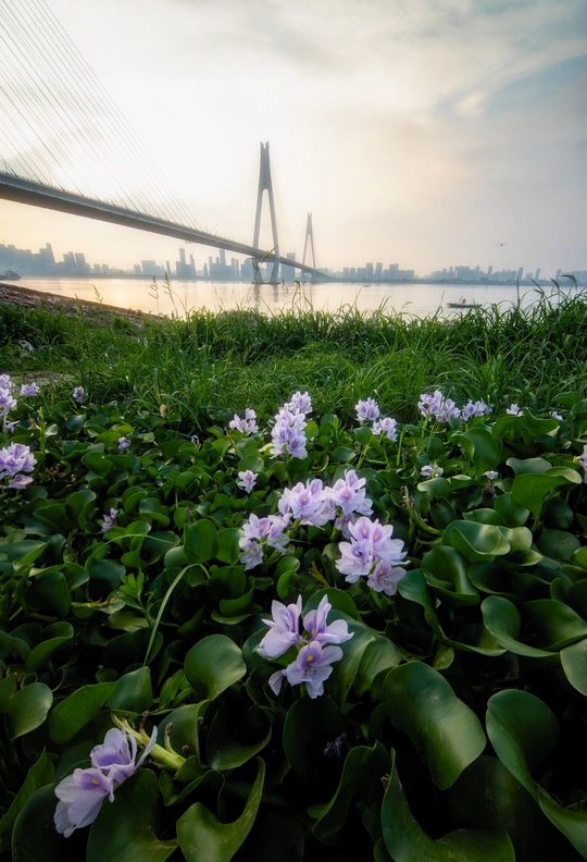 一条开着紫色花朵的河流 背景是一座桥