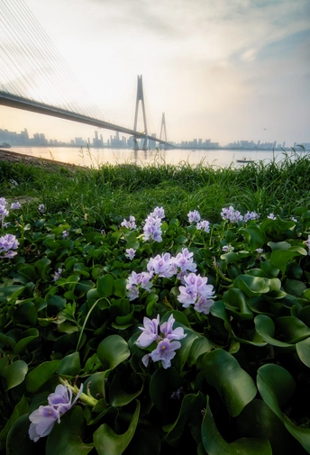 一条开着紫色花朵的河流 背景是一座桥