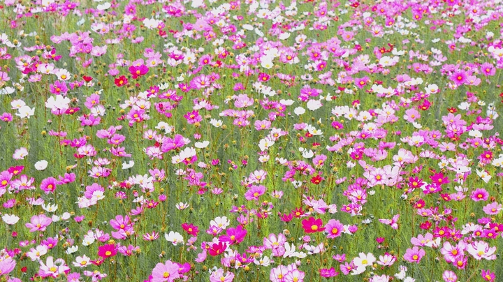繁花似锦