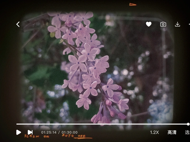 4月正是丁香花开的季节呀
