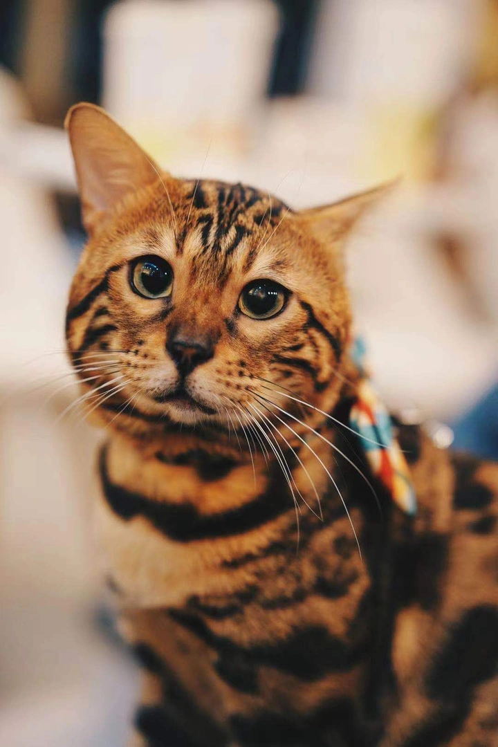 孟加拉豹猫