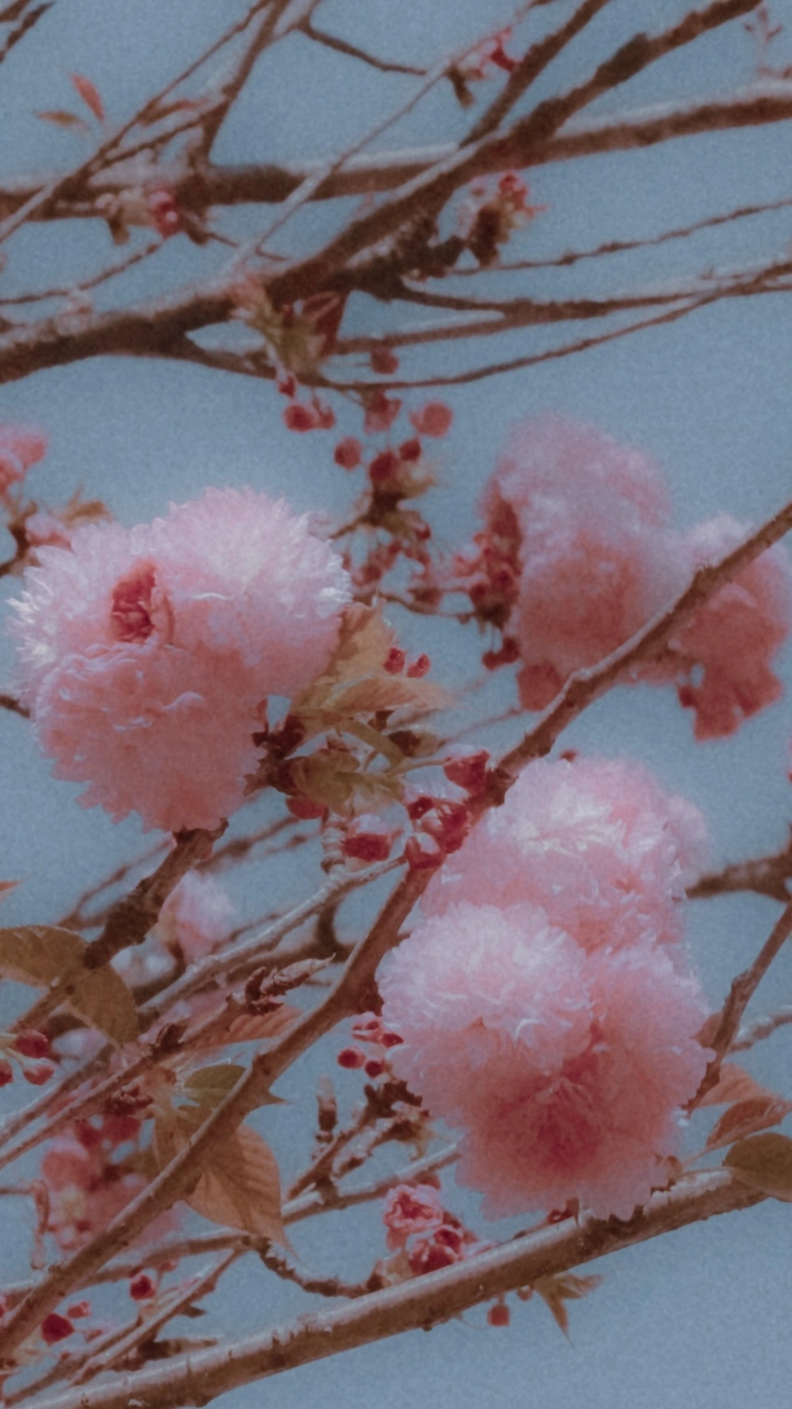 海棠依旧