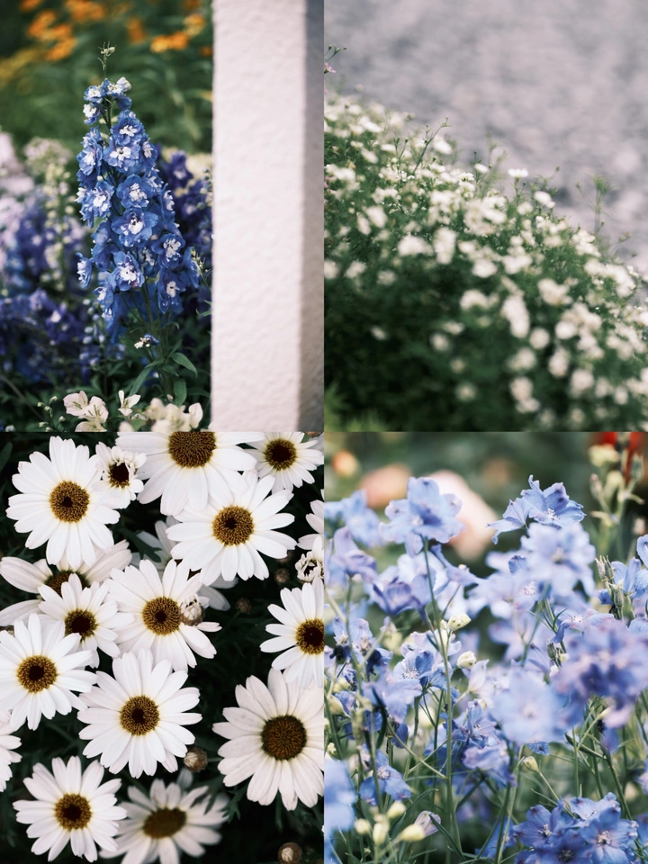 繁花