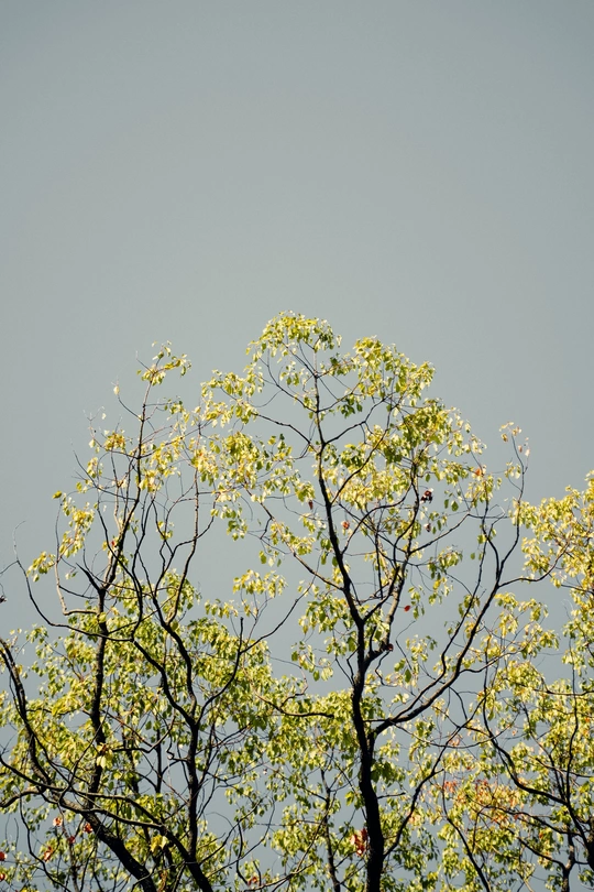 树上的鸟儿与蓝天