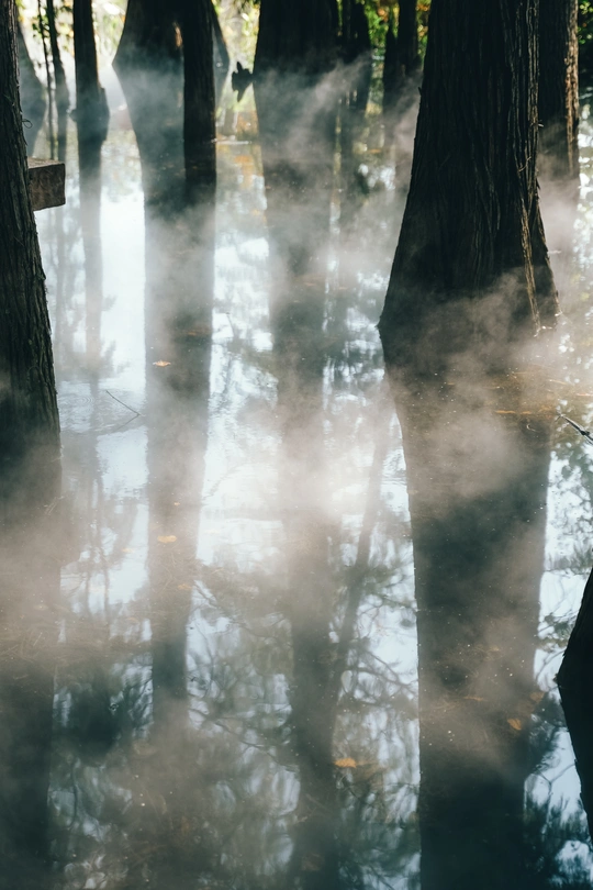 雾气弥漫的沼泽地 水中有树木