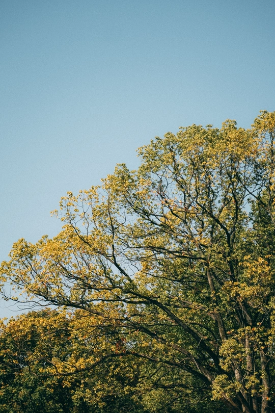 田野中的一棵树 背景是蓝天