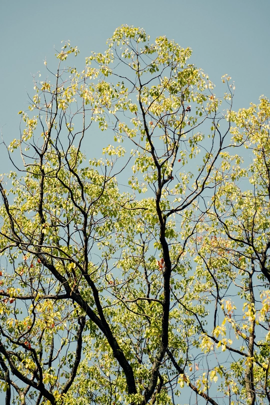 抬头仰望一棵与晴朗天空相映成趣的树