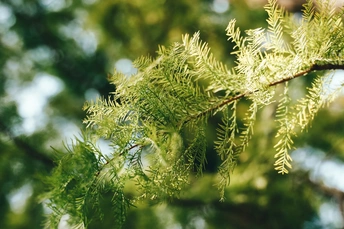 森林中一棵松树的树枝上的绿色针叶