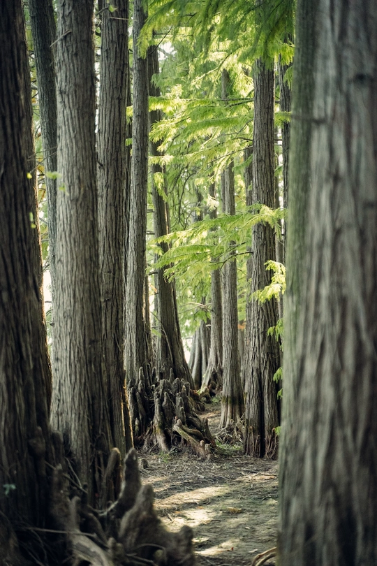 一条穿过树林的小径