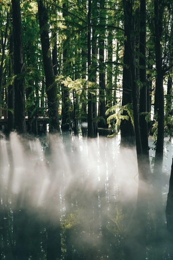 雾气弥漫的水边丛林